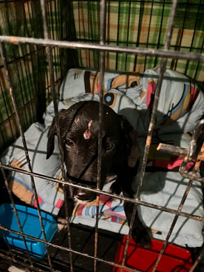 В шуйские «Хвостики» поступил щенок с выбитыми зубами